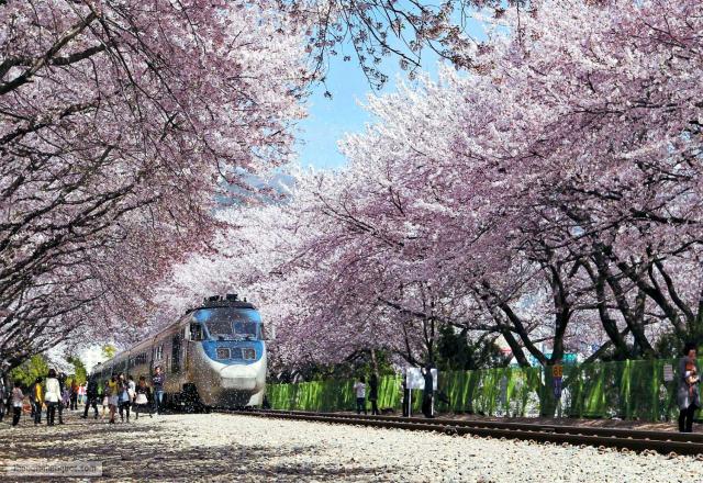 4 hoạt động nên làm khi du học Hàn Quốc vào mùa xuân